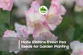 Sweet Pea Seeds, Mollie Rilstone Variety, Cream and Blush Pink Fragrant Blooms, Climbing Annual Lathyrus odoratus