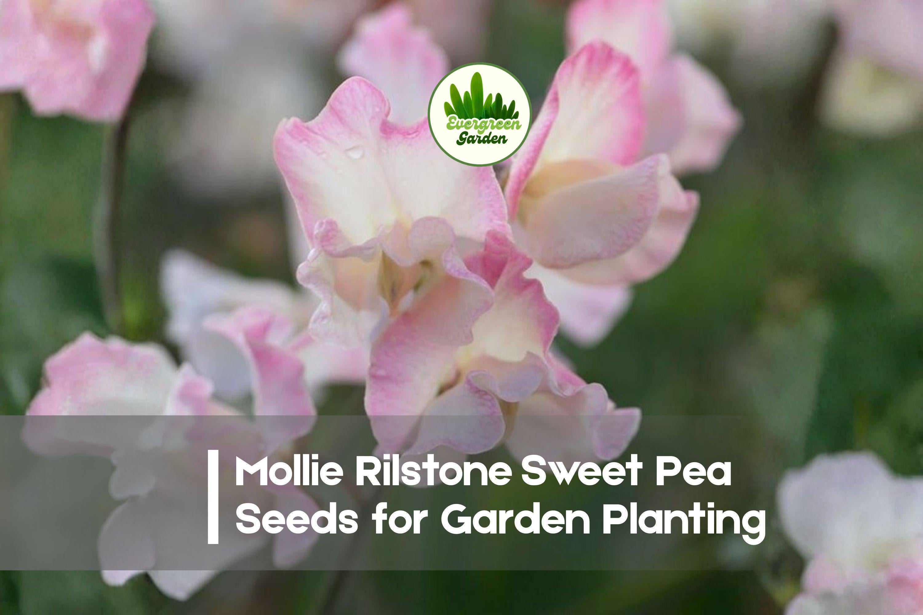 Sweet Pea Seeds, Mollie Rilstone Variety, Cream and Blush Pink Fragrant Blooms, Climbing Annual Lathyrus odoratus