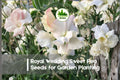 Royal Wedding Sweet Pea Seeds, White Fragrant Climbing Flower, Lathyrus odoratus, Cottage Garden, Cut Flowers