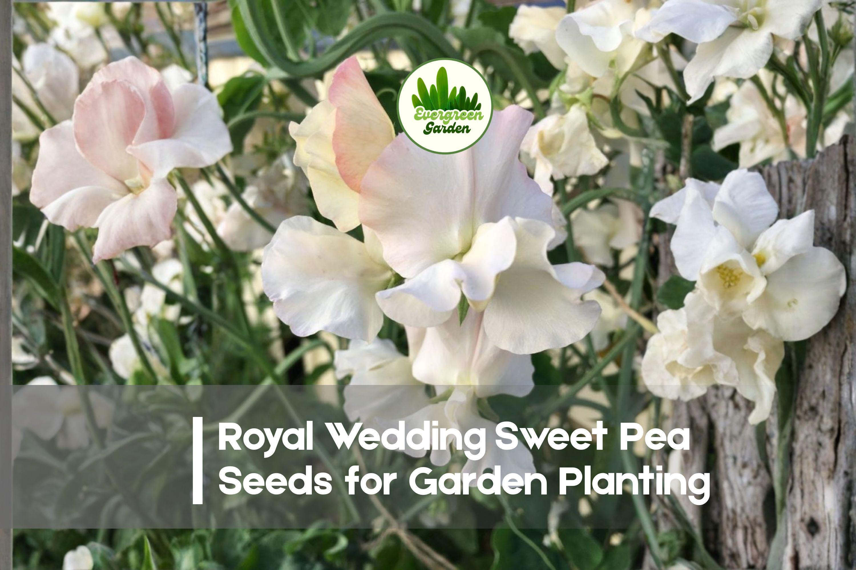 Royal Wedding Sweet Pea Seeds, White Fragrant Climbing Flower, Lathyrus odoratus, Cottage Garden, Cut Flowers