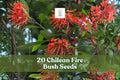 Chilean Fire Bush Seeds – Embothrium coccineum – Rare Scarlet Red Ornamental Shrub for Gardens and Landscaping