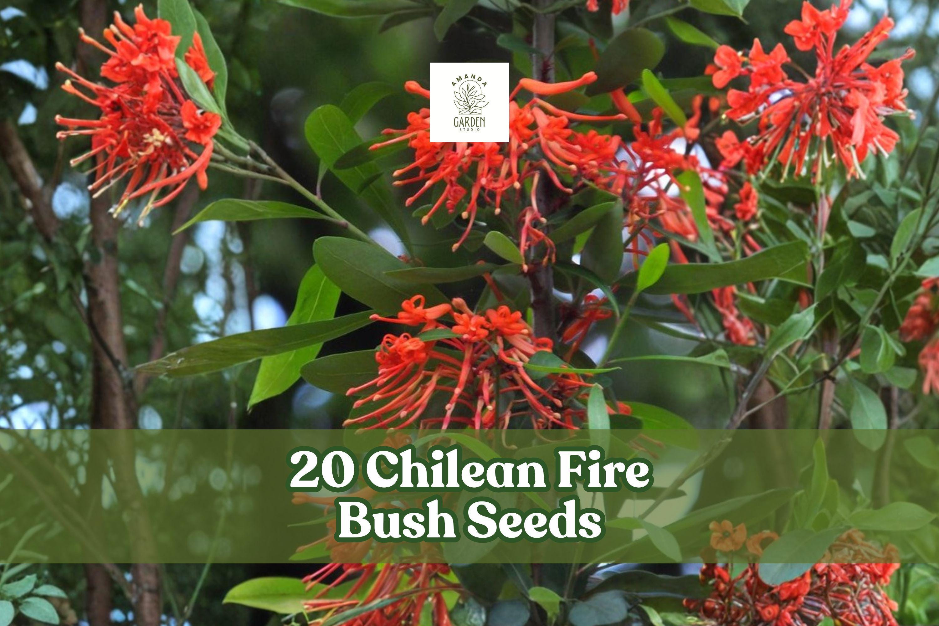 Chilean Fire Bush Seeds – Embothrium coccineum – Rare Scarlet Red Ornamental Shrub for Gardens and Landscaping