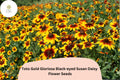 Black-Eyed Susan Seeds | Rudbeckia Hirta, Golden Yellow Blooms, Pollinator-Friendly, Compact Perennial, 200+ Seeds