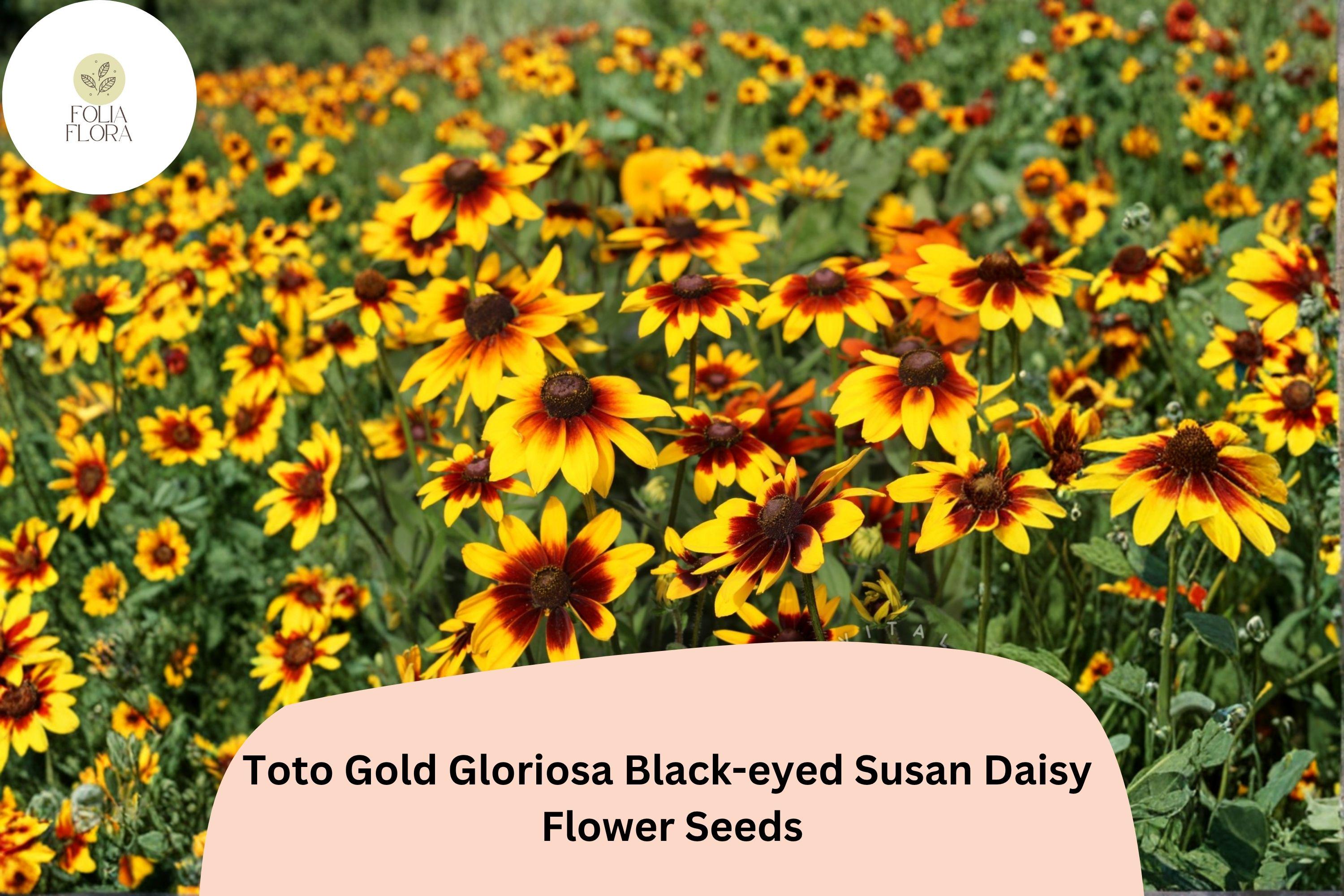 Black-Eyed Susan Seeds | Rudbeckia Hirta, Golden Yellow Blooms, Pollinator-Friendly, Compact Perennial, 200+ Seeds