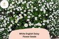 200+ White English Daisy Seeds | Bellis perennis Perennial Flower for Borders, Containers, Cottage Garden