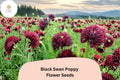 Black Swan Poppy Seeds – Deep Purple-Black Papaver somniferum, Easy to Grow Annual for Garden Beds & Containers