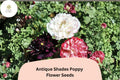 Antique Shades Poppy Seeds | Vintage Garden Papaver | Soft Vintage Blooming Annual Flower | Attracts Pollinators