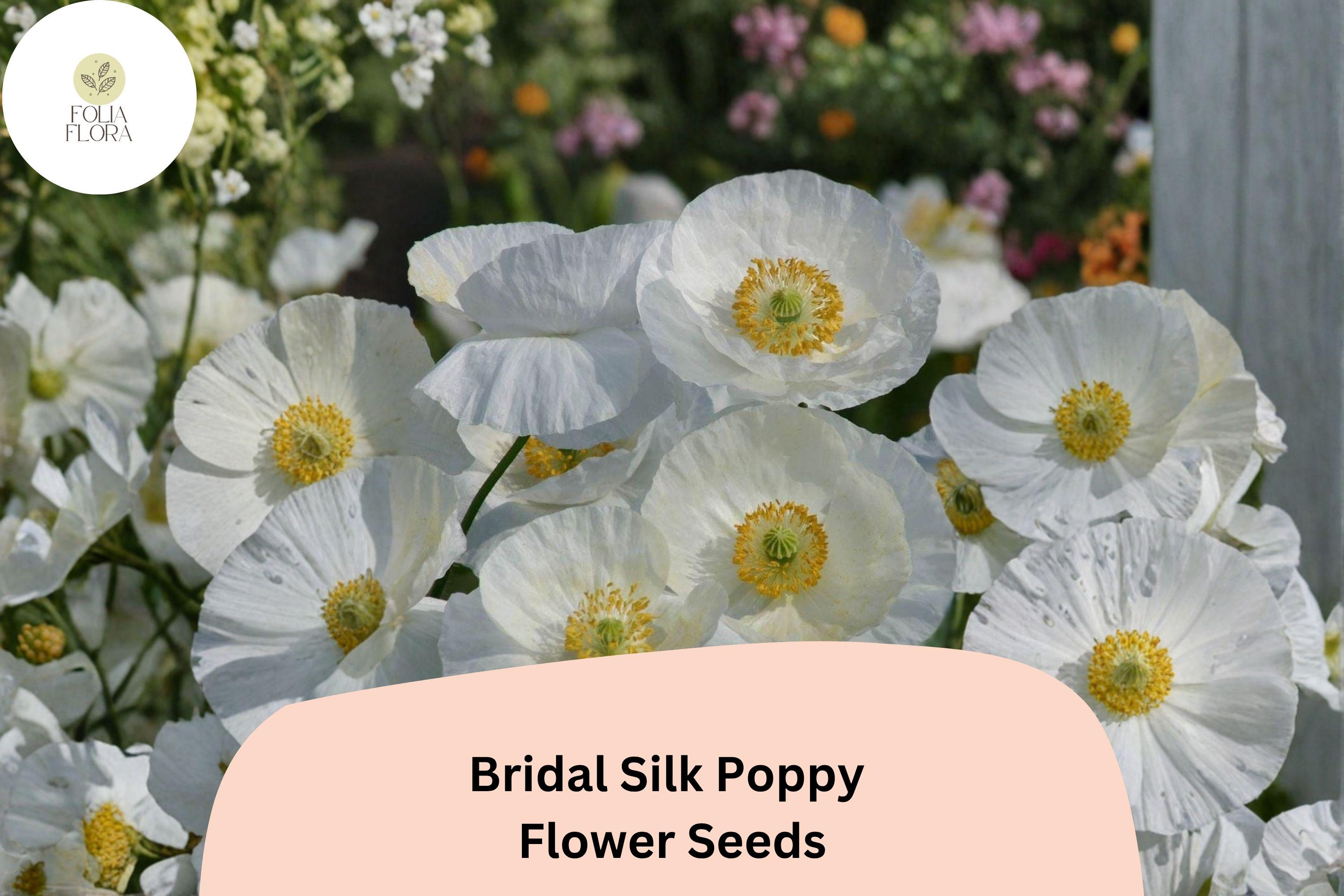 Bridal Silk Poppy Seeds | White Papaver rhoeas | Easy Grow Annual Flower for Gardens & Containers | 200+ Seeds