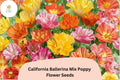 California Ballerina Mix Poppy Seeds | Eschscholzia californica | Mixed Color Blooms | Drought-Tolerant Wildflower Seeds