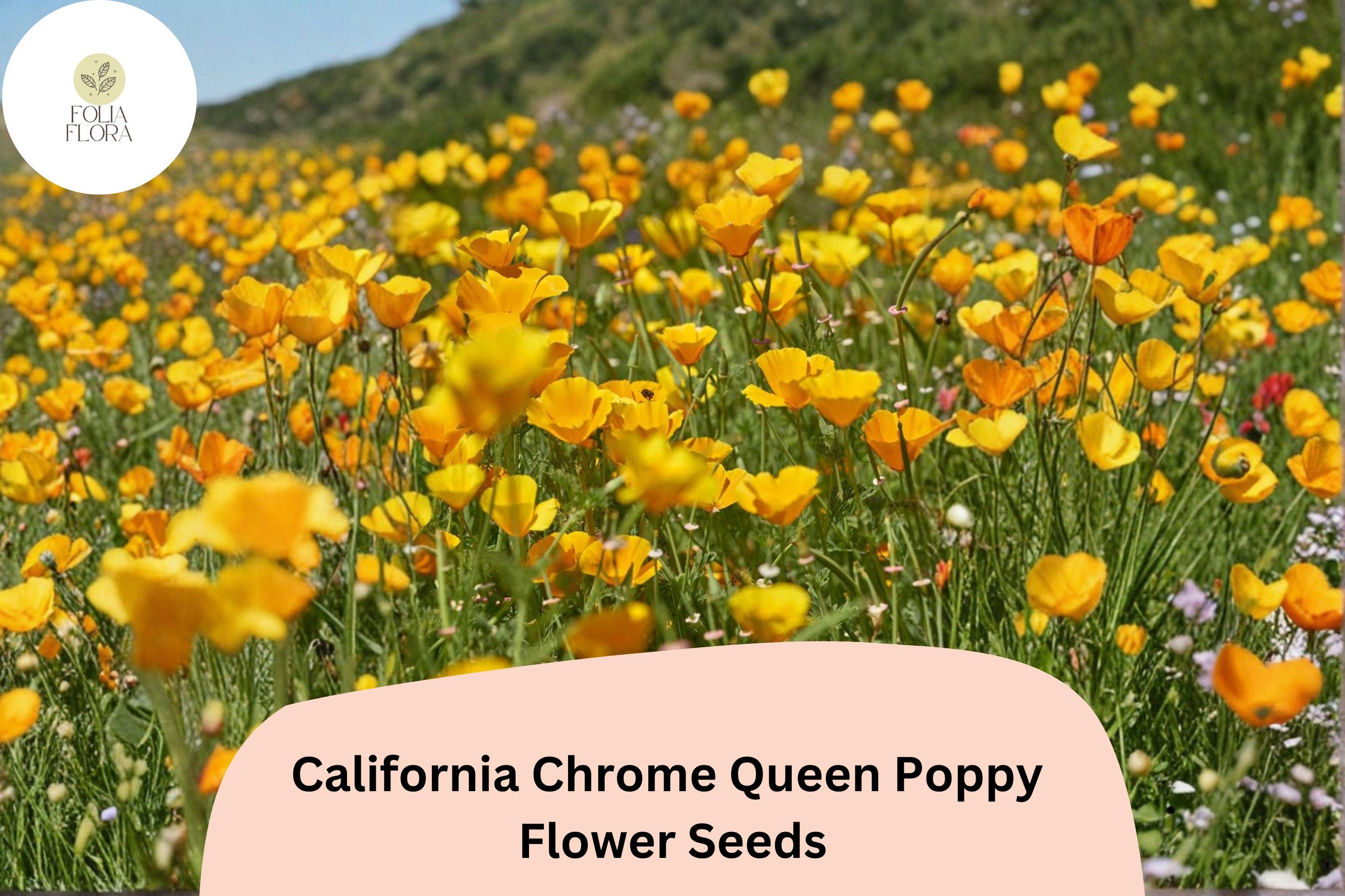 California Chrome Queen Poppy Seeds – Bright Yellow Blooms, Drought-Tolerant, Easy Wildflower Seeds, Eschscholzia californica