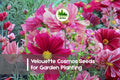200+ Velouette Cosmos Seeds | Bicolor Deep Red & White Flowers | Cosmos bipinnatus Annual for Borders & Pollinator Gardens