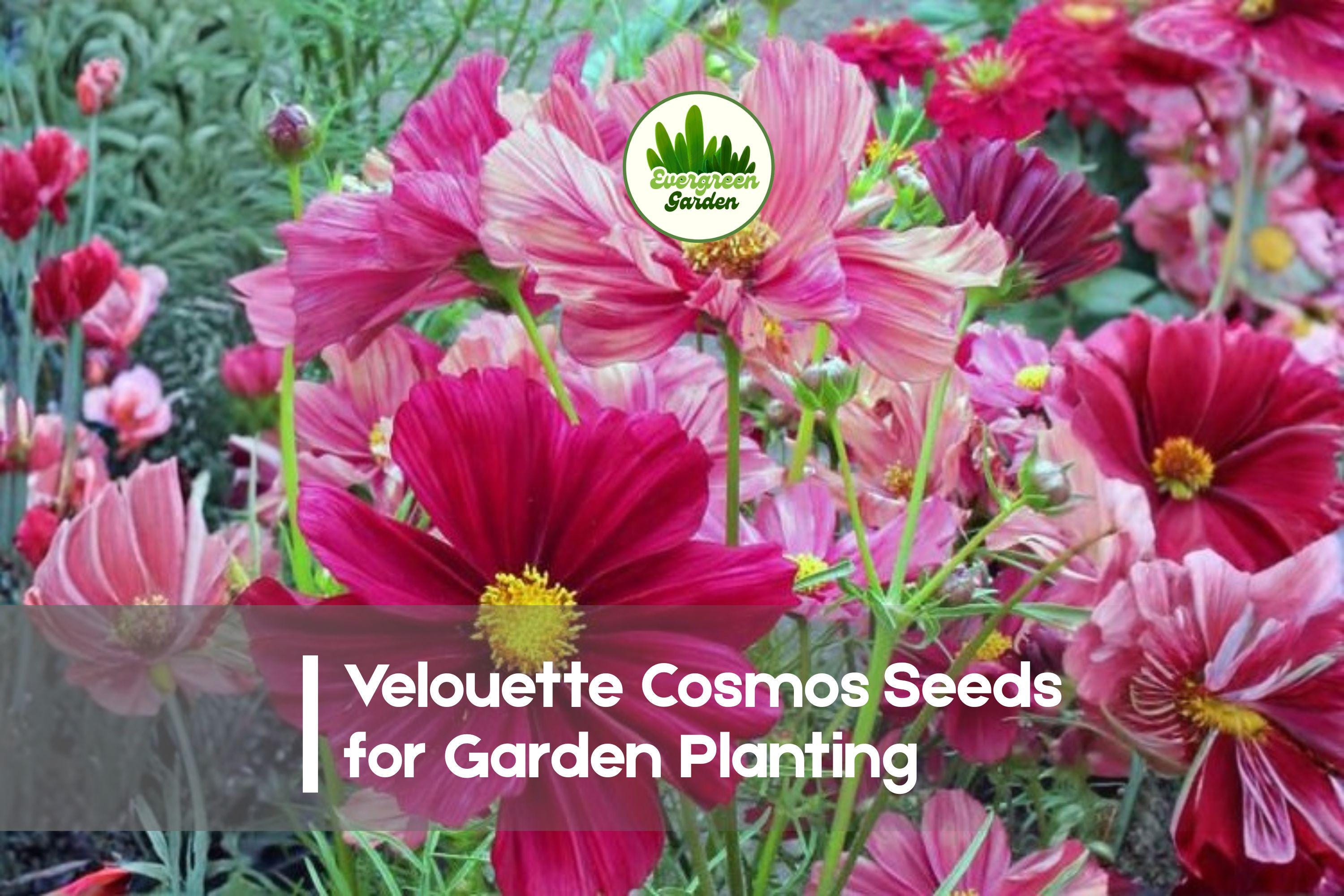 200+ Velouette Cosmos Seeds | Bicolor Deep Red & White Flowers | Cosmos bipinnatus Annual for Borders & Pollinator Gardens