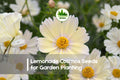 200+ Lemonade Cosmos Seeds – Soft Yellow Annual Flower for Borders, Wildflower Gardens, Pollinators – Cosmos bipinnatus