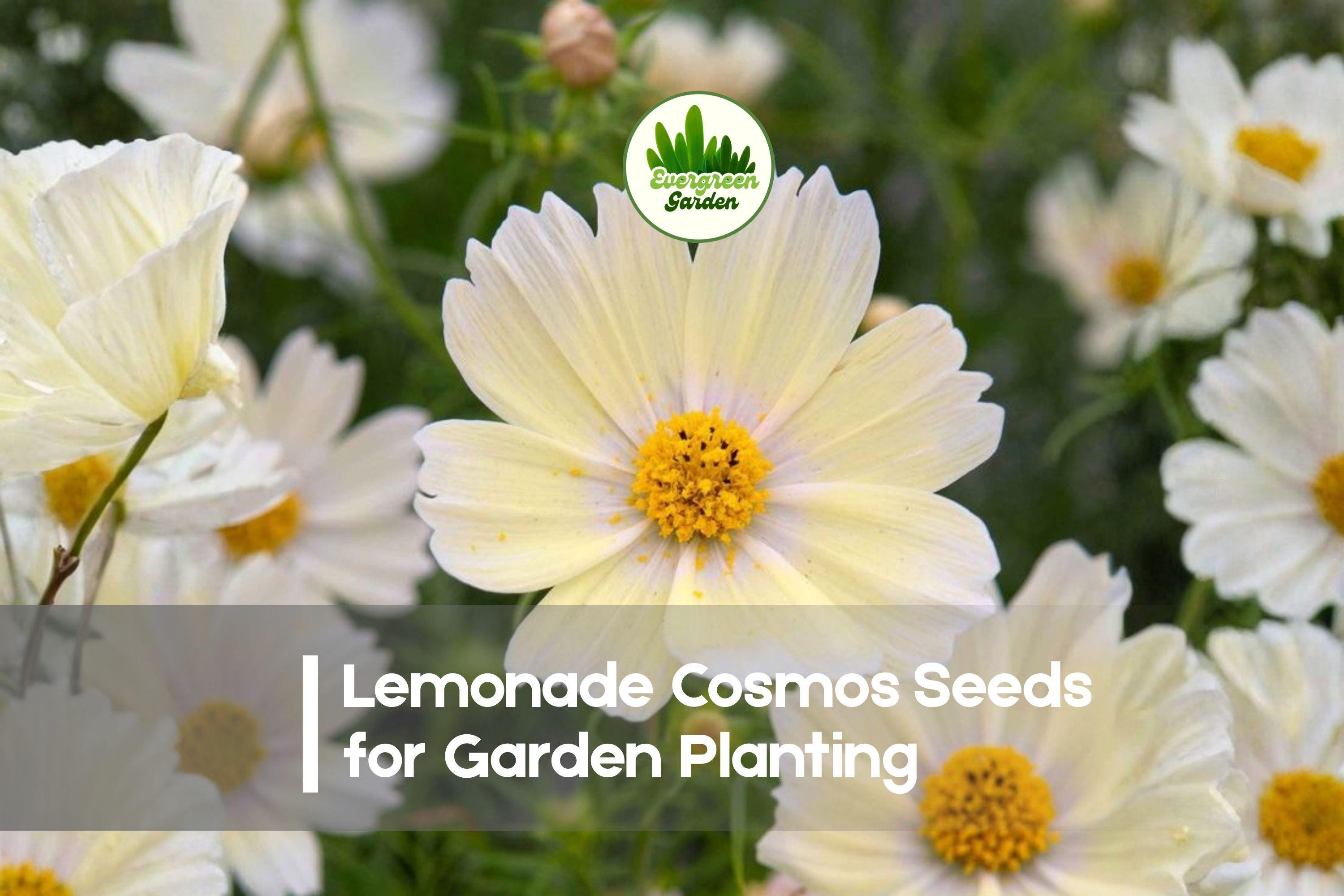 200+ Lemonade Cosmos Seeds – Soft Yellow Annual Flower for Borders, Wildflower Gardens, Pollinators – Cosmos bipinnatus