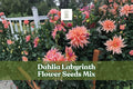 Dahlia Labyrinth Flower Seeds Mix – Exotic Bright Colors, 100+ Seeds, Garden, Cut Flowers, Dahlia pinnata
