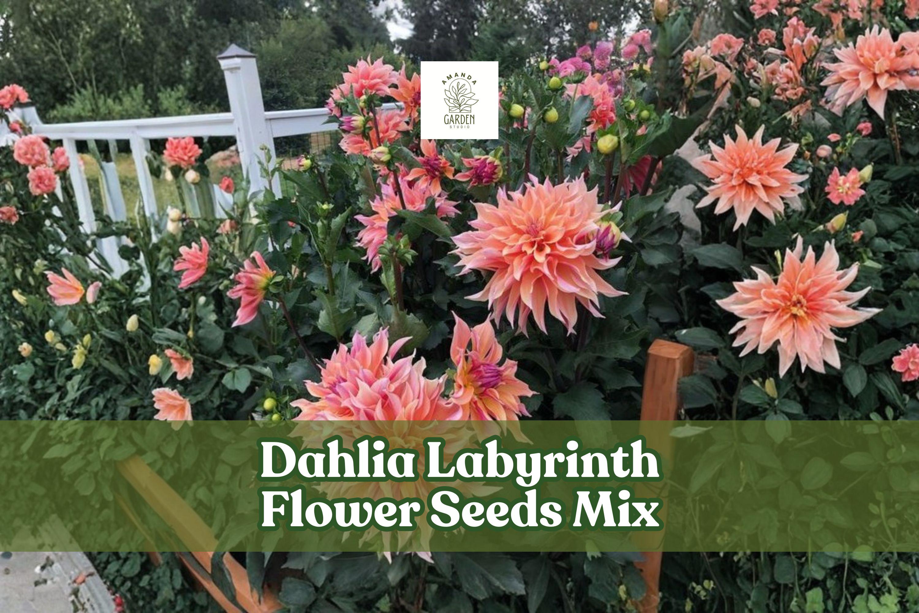 Dahlia Labyrinth Flower Seeds Mix – Exotic Bright Colors, 100+ Seeds, Garden, Cut Flowers, Dahlia pinnata