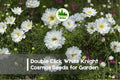 200+ White Knight Cosmos Seeds - Double Click Cosmos bipinnatus, White Flowers, Annual, Butterfly & Bee Attractant