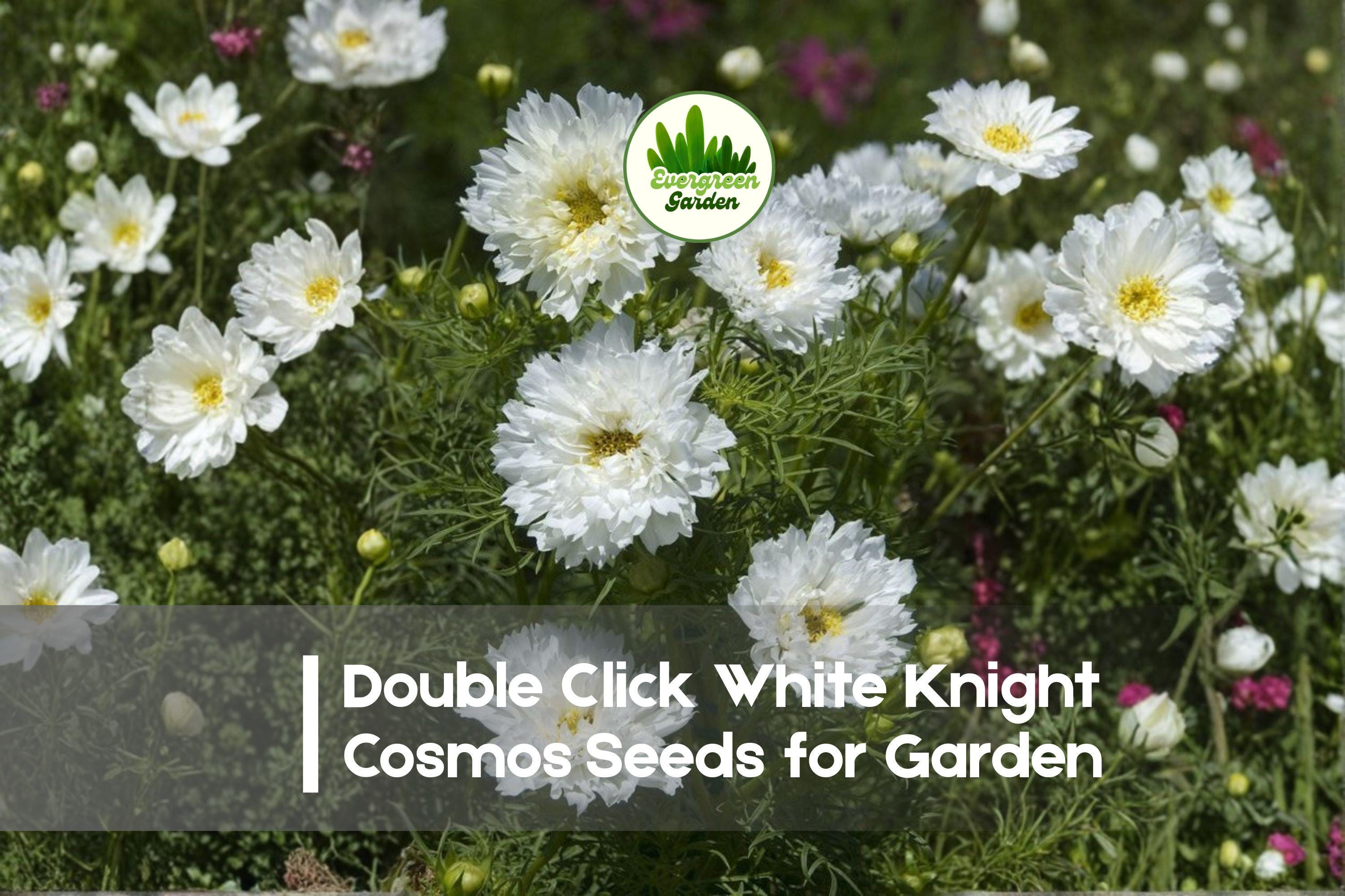 200+ White Knight Cosmos Seeds - Double Click Cosmos bipinnatus, White Flowers, Annual, Butterfly & Bee Attractant
