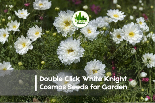 200+ White Knight Cosmos Seeds - Double Click Cosmos bipinnatus, White Flowers, Annual, Butterfly & Bee Attractant