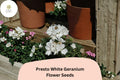 Presto White Geranium Seeds | Compact Zonal Pelargonium × hortorum ‘Presto White’ for Containers & Gardens (25+ Seeds)
