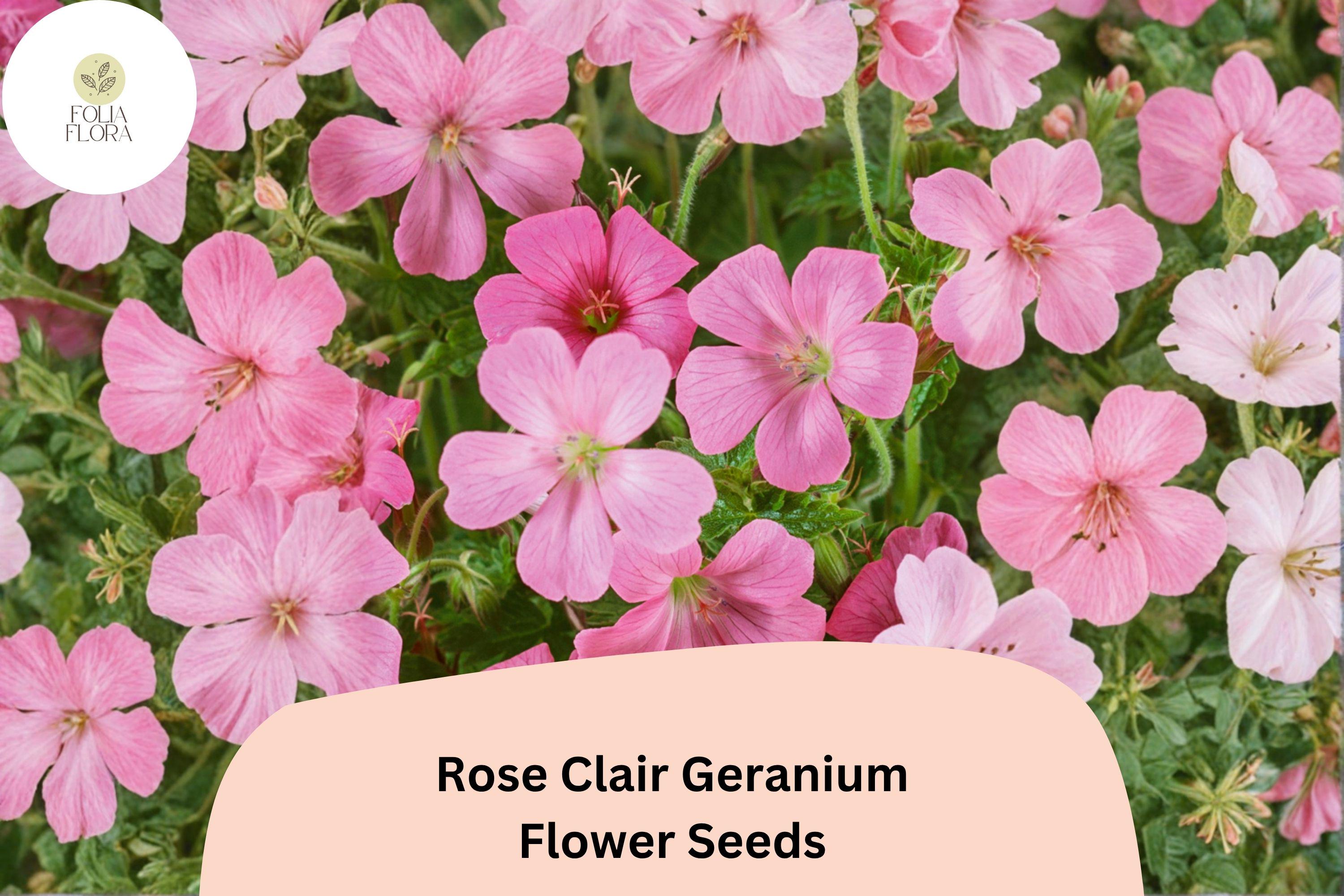 Rose Clair Geranium Seeds | Pink Cranesbill Perennial for Borders & Containers | Geranium sanguineum