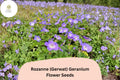 25+ Rozanne Geranium Seeds | Purple Perennial Flower | Geranium ‘Rozanne’ (Gerwat) | Hardy Cranesbill for Borders & Containers