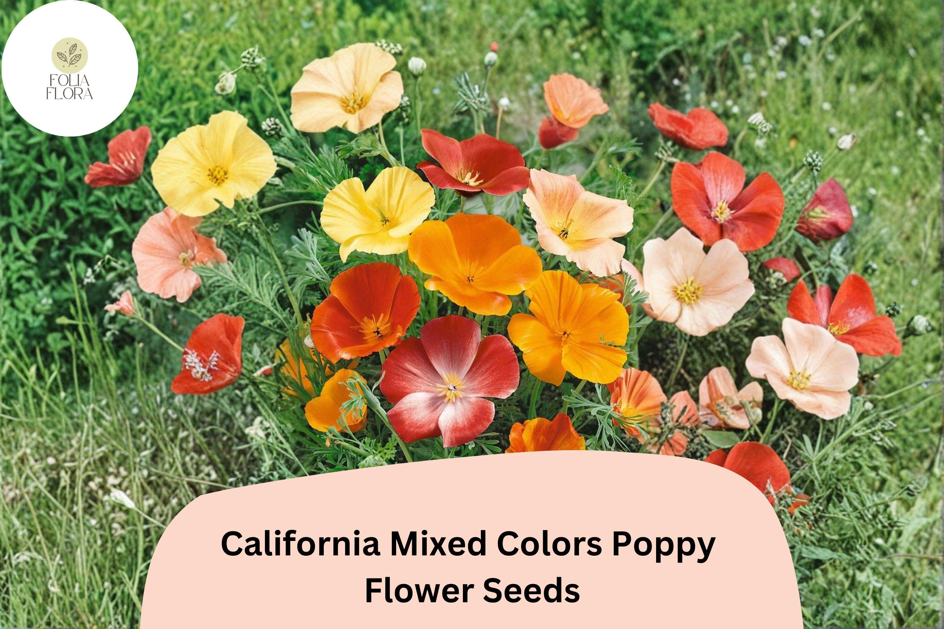 California Mixed Colors Poppy Seeds - Over 200 Wildflower Seeds for Garden, Pollinator-Friendly, Eschscholzia californica