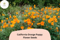 California Orange Poppy Seeds – Over 200 Wildflower Seeds for Garden, Pollinator-Friendly, Vibrant Orange, Eschscholzia californica