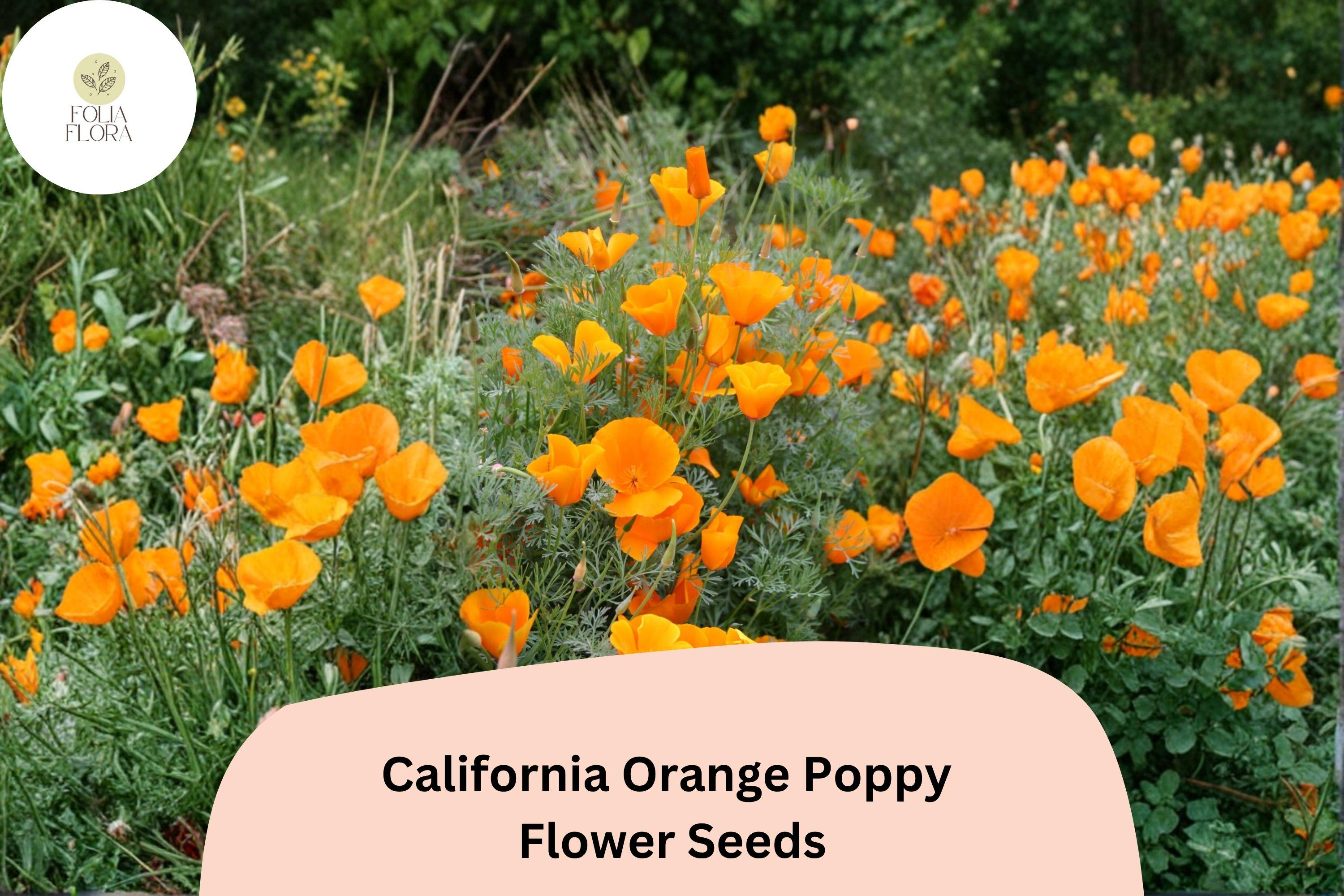 California Orange Poppy Seeds – Over 200 Wildflower Seeds for Garden, Pollinator-Friendly, Vibrant Orange, Eschscholzia californica