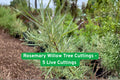 Rosemary Willow Tree Cuttings – 5 Live Salix elaeagnos Shrub for Privacy Hedge, Ornamental, Fast-Growing, Easy to Root