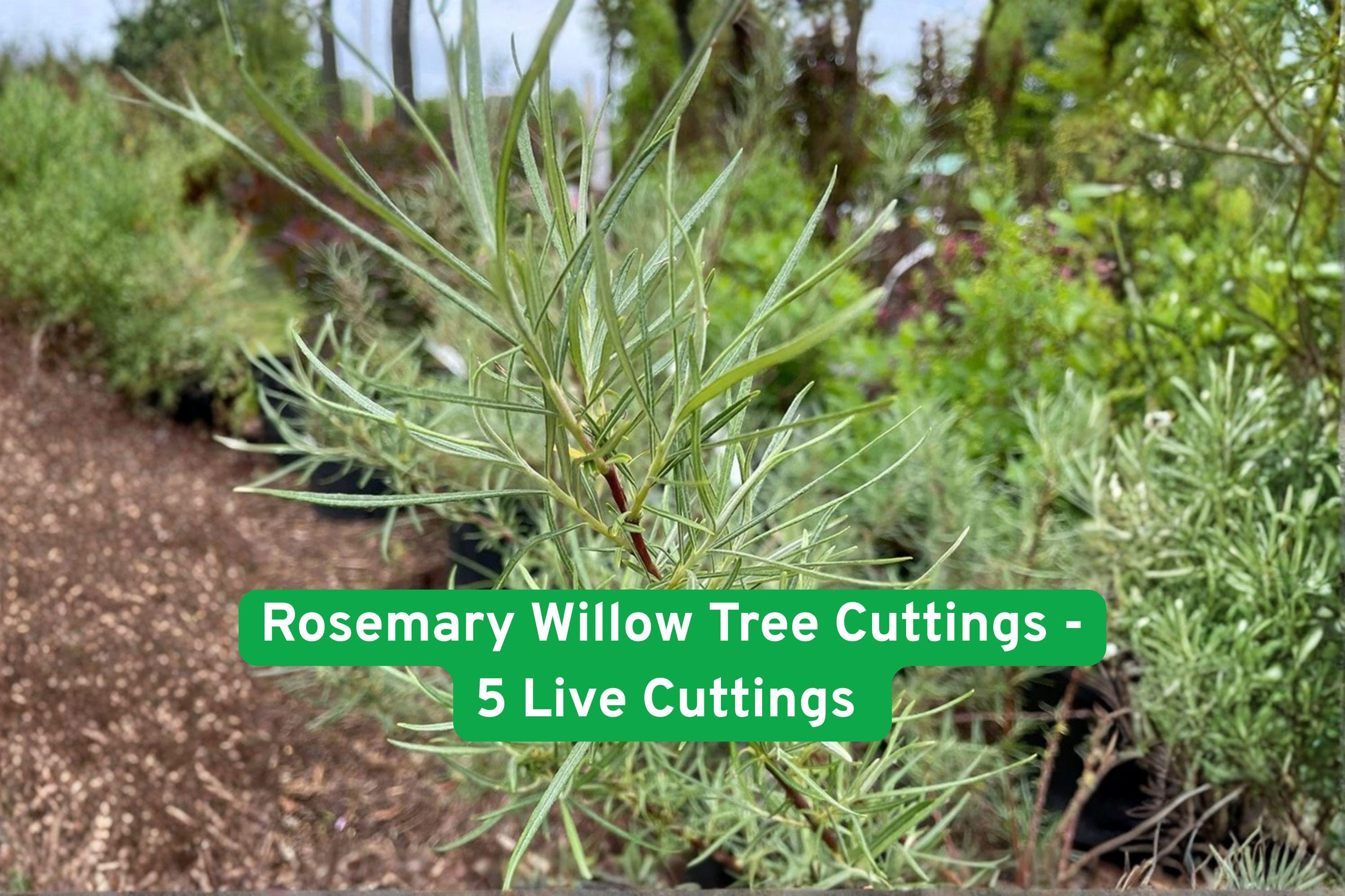 Rosemary Willow Tree Cuttings – 5 Live Salix elaeagnos Shrub for Privacy Hedge, Ornamental, Fast-Growing, Easy to Root