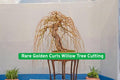 Golden Curls Willow Cutting – Live Bonsai Starter, Curly Willow, Salix matsudana ‘Tortuosa Aurea’