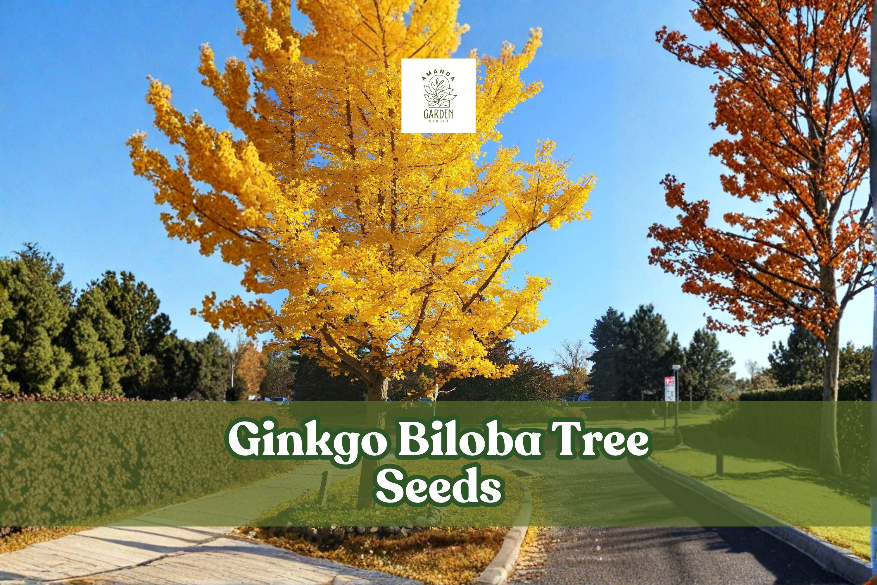 Ginkgo Biloba Tree Seeds – 20 Deciduous Ornamental & Bonsai Seeds – Living Fossil, Fan-Shaped Leaves, Fall Color, Hardy, USDA Zones 3–9