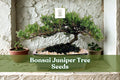 Bonsai Juniper Tree Seeds – Juniperus chinensis Evergreen Conifer for Bonsai & Landscaping, 10+ Seeds