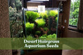 50 Dwarf Hairgrass Seeds – Aquarium Plant for Aquascaping, Bright Green, Eleocharis parvula
