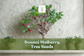 25 Bonsai Mulberry Tree Seeds – Morus Nigra, Miniature Decorative Fruit Tree for Bonsai & Indoor Garden