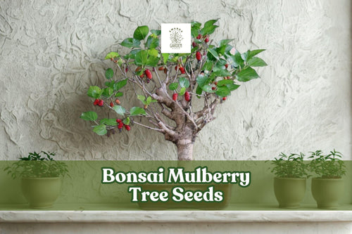 25 Bonsai Mulberry Tree Seeds – Morus Nigra, Miniature Decorative Fruit Tree for Bonsai & Indoor Garden