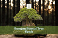 Banyan Bonsai Tree Seeds – Tropical Ficus benghalensis – Indoor Gardening, Miniature Tree, Aerial Roots, Evergreen, 30 Seeds