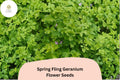 Spring Fling Geranium Seeds | Green Cranesbill Perennial | Compact, Pollinator-Friendly | Geranium ‘Spring Fling’