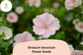 25+ Geranium striatum Seeds | Pink Cranesbill Perennial | Hardy Ground Cover for Borders & Rock Gardens