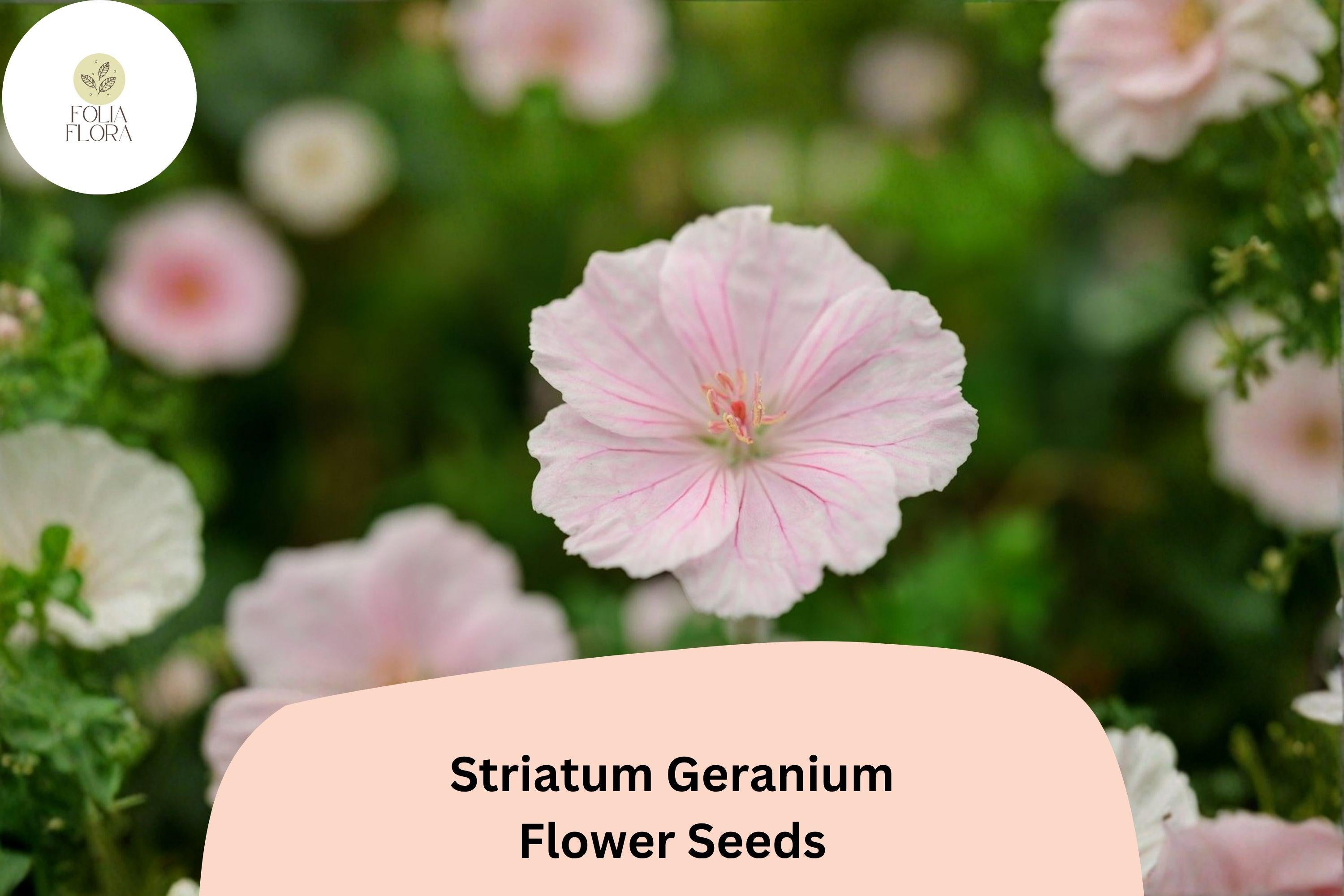 25+ Geranium striatum Seeds | Pink Cranesbill Perennial | Hardy Ground Cover for Borders & Rock Gardens