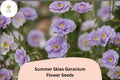 25+ Summer Skies Geranium Seeds | Hardy Perennial Cranesbill Lavender Blue Blooms | Geranium ‘Summer Skies’ for Garden Borders