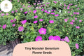 Tiny Monster Geranium Seeds | Hardy Purple Cranesbill Perennial | Geranium ‘Tiny Monster’ for Borders & Ground Cover