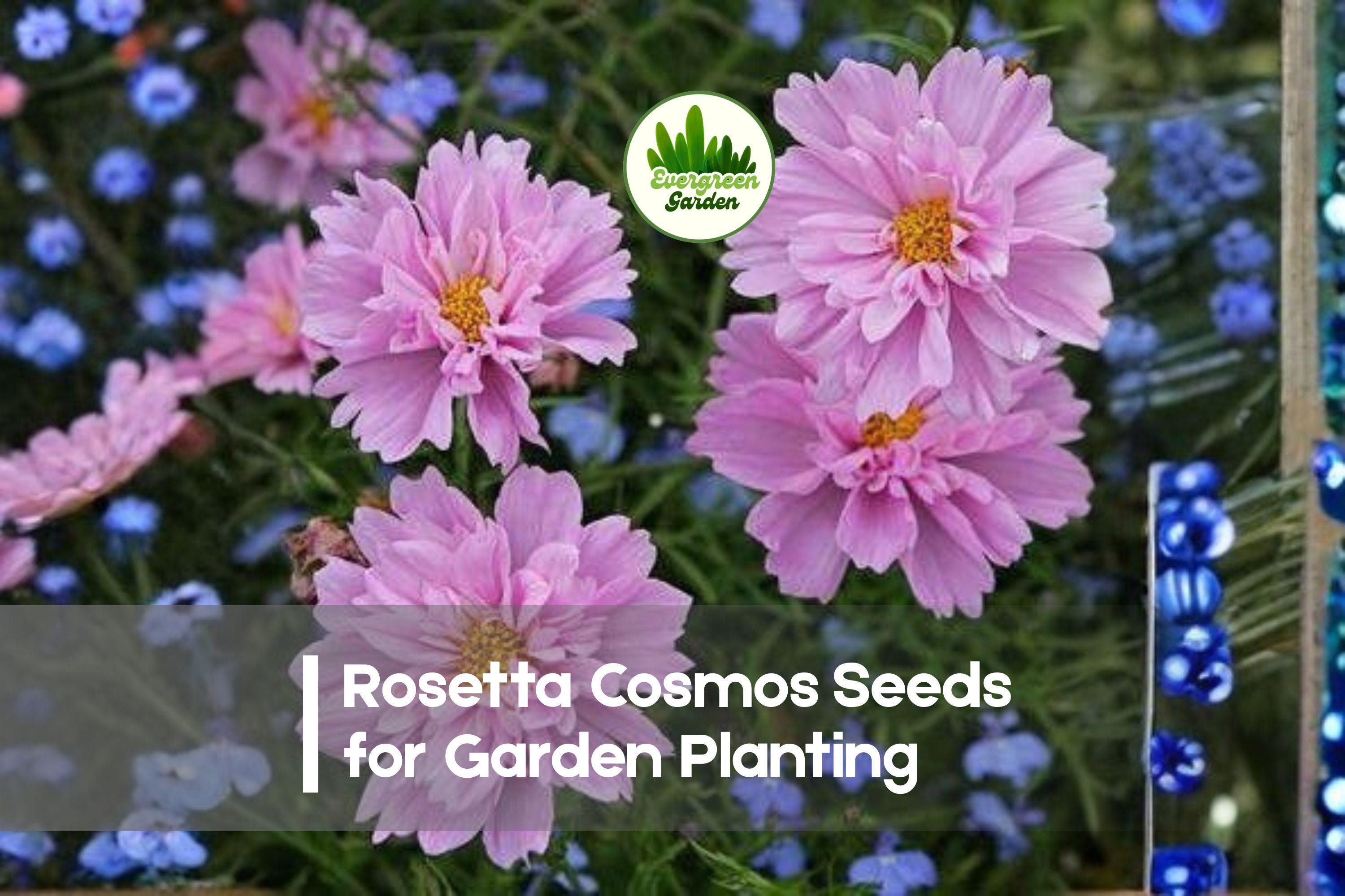 200+ Rosetta Cosmos Seeds – Rose Pink, Double Blooms, Annual Flower, Cosmos bipinnatus, Garden, Wildflower, Cut Flower