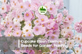 200+ Cupcake Blush Cosmos Seeds – Pink and White Annual Flower for Borders, Containers, Pollinator Gardens – Cosmos bipinnatus