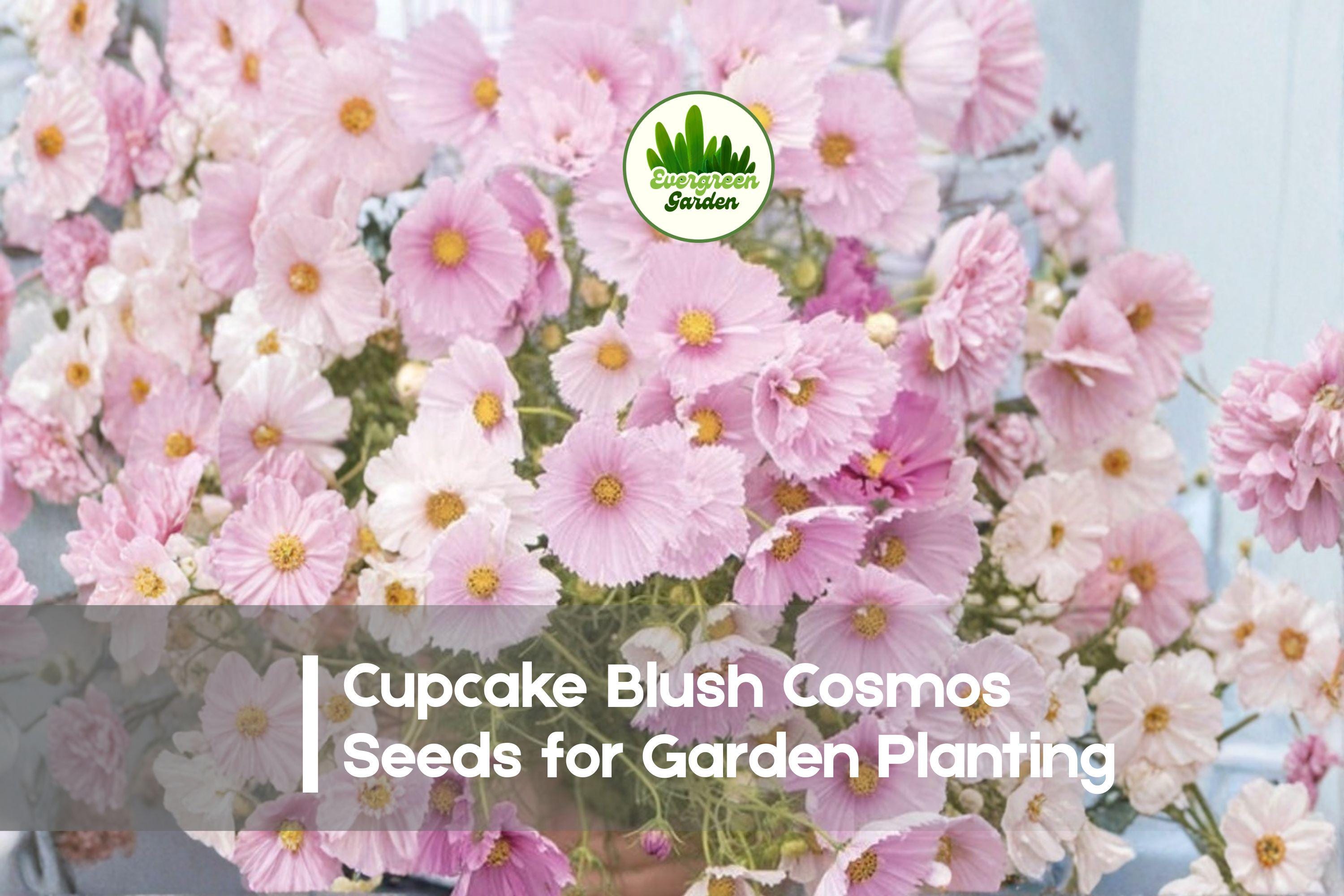 200+ Cupcake Blush Cosmos Seeds – Pink and White Annual Flower for Borders, Containers, Pollinator Gardens – Cosmos bipinnatus