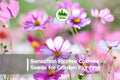 200+ Sensation Picotee Cosmos Seeds - White Flowers with Pink Edges, Cosmos bipinnatus, Annual Flower for Borders, Cut Flowers, Pollinator Garden
