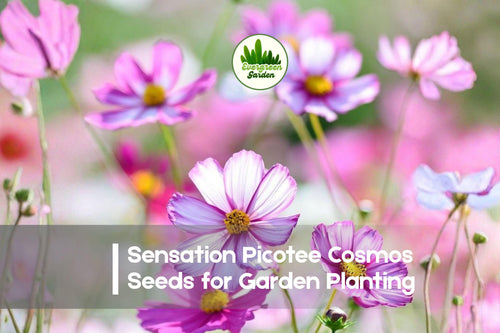 200+ Sensation Picotee Cosmos Seeds - White Flowers with Pink Edges, Cosmos bipinnatus, Annual Flower for Borders, Cut Flowers, Pollinator Garden