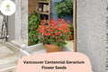 Vancouver Centennial Geranium Seeds | Zonal Pelargonium | Red-Orange Blooms & Bronze Foliage | Garden Pots & Borders