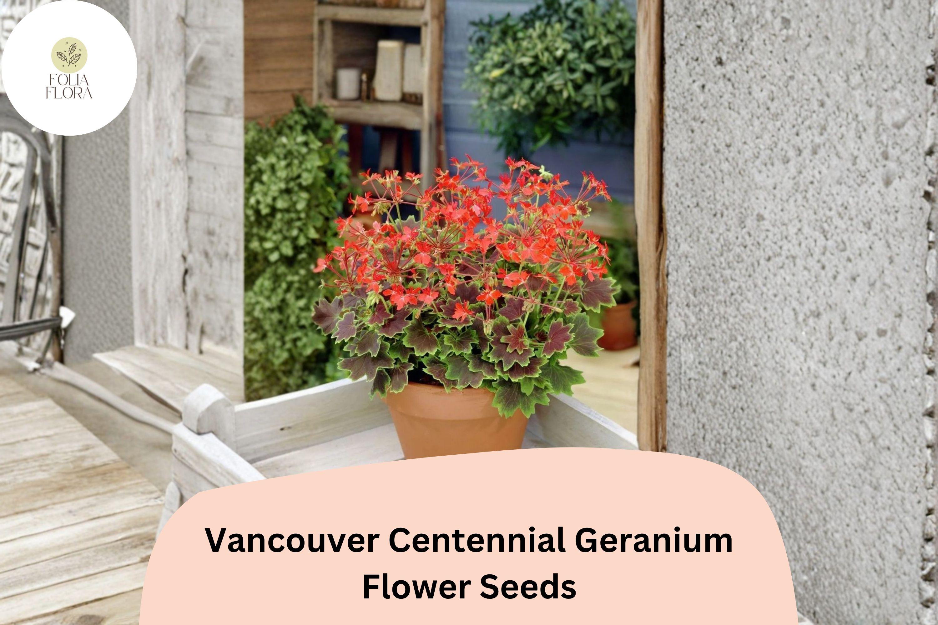 Vancouver Centennial Geranium Seeds | Zonal Pelargonium | Red-Orange Blooms & Bronze Foliage | Garden Pots & Borders